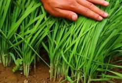 爆料假割韭菜视频大全最新,最新爆料假割韭菜视频大盘点